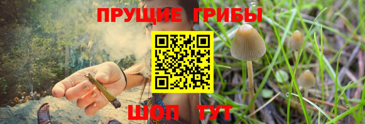 Галлюциногенные грибы Psilocybe  Галлюциногенные грибы Psilocybe  Великие Луки 